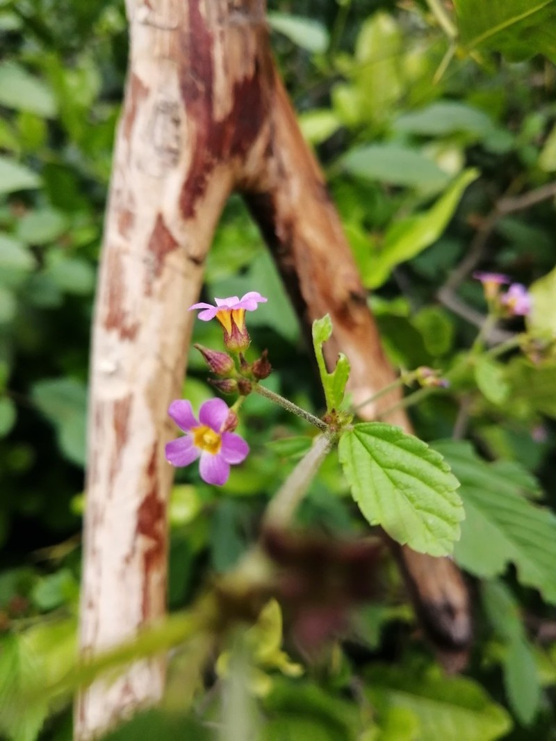 Pyramidflower photo 5