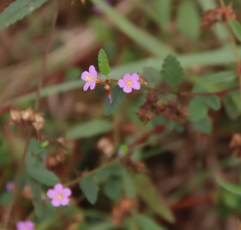 Pyramidflower photo 6