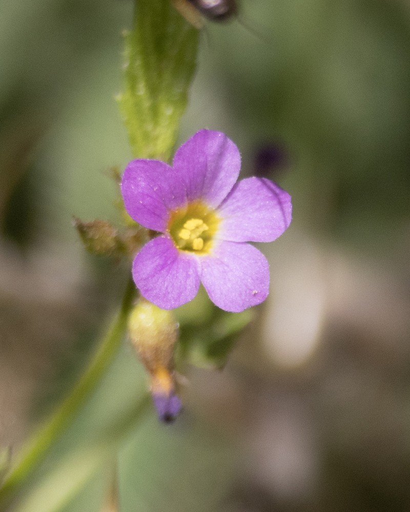 Pyramidflower photo 7