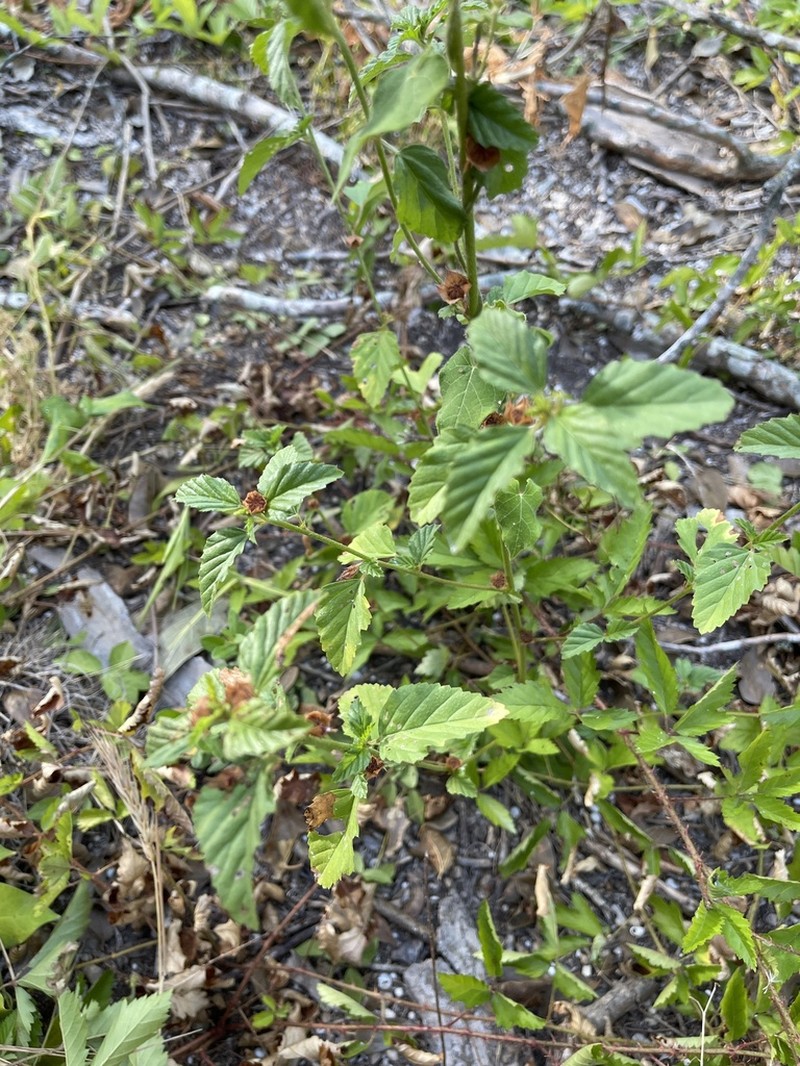 Pyramidflower photo 8