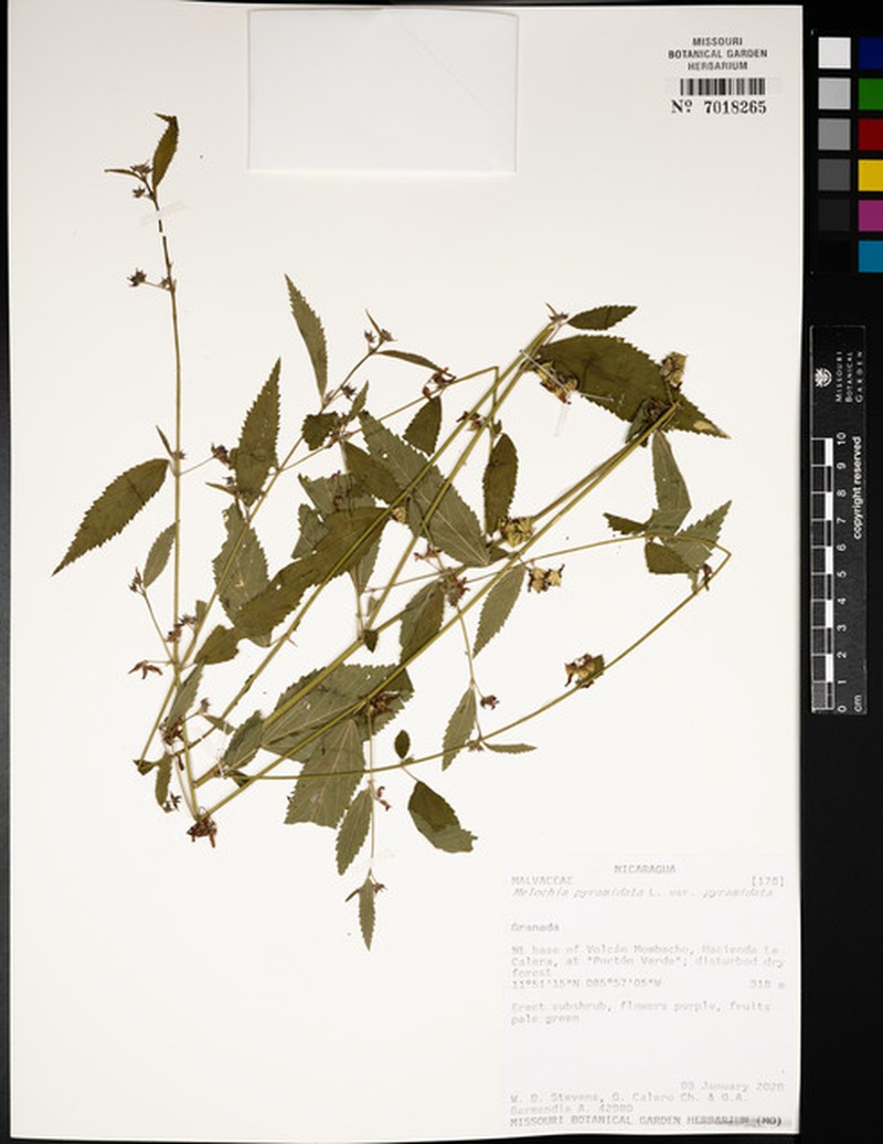 Melochia pyramidata var. pyramidata