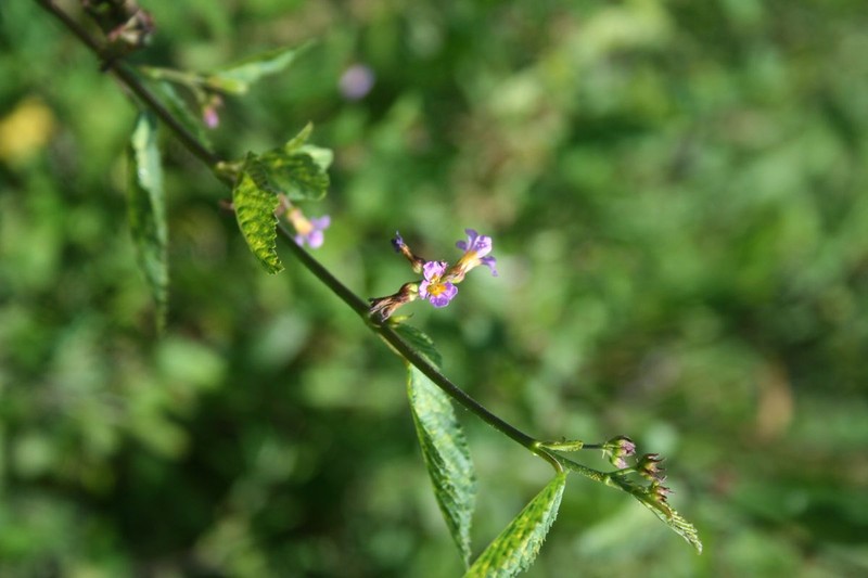Melochia pyramidata var. pyramidata photo 2