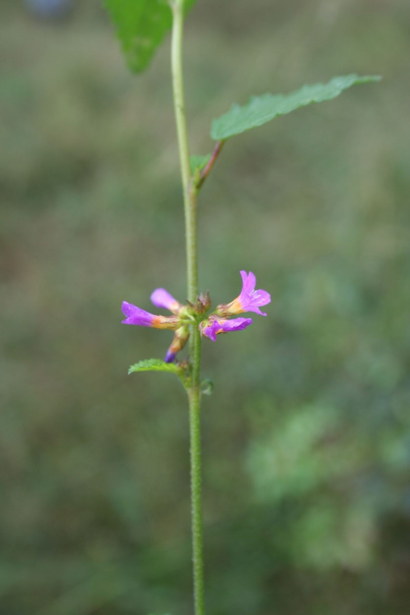 Melochia pyramidata var. pyramidata photo 3