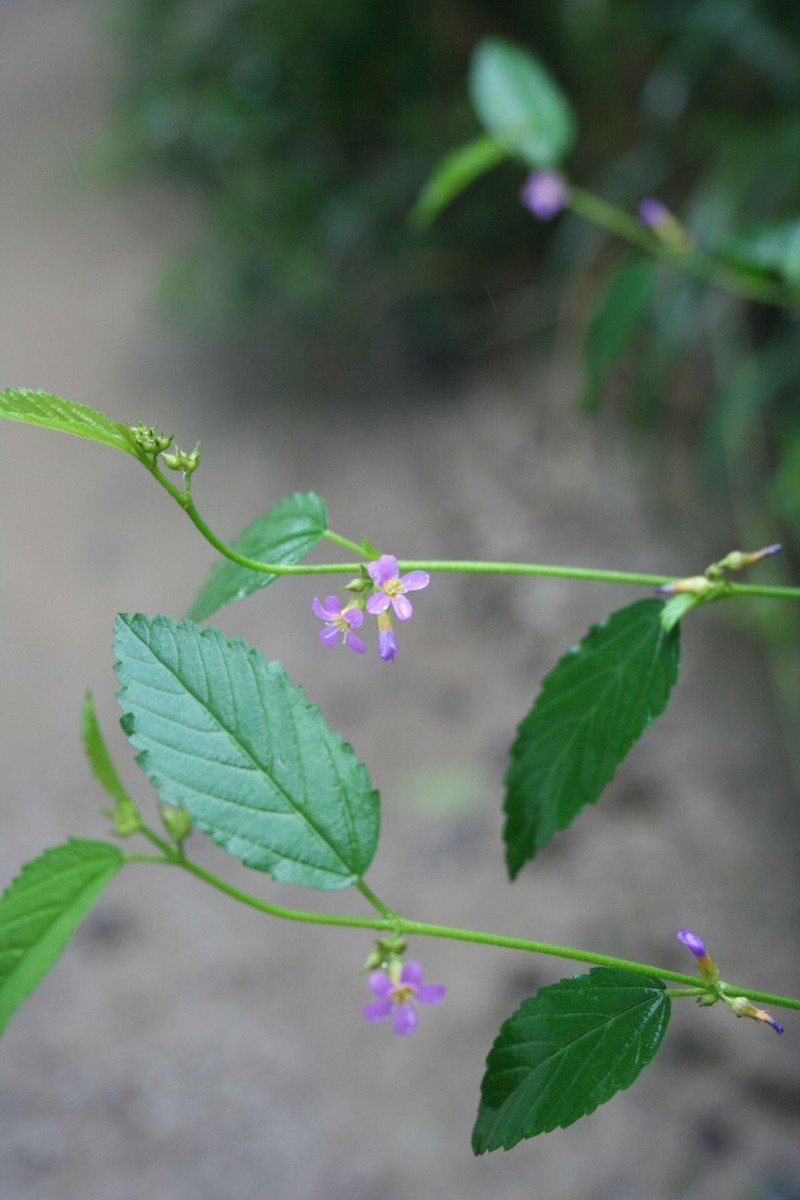 Melochia pyramidata var. pyramidata photo 4