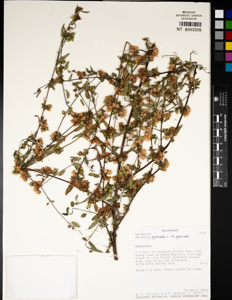 Melochia pyramidata var. pyramidata photo 5