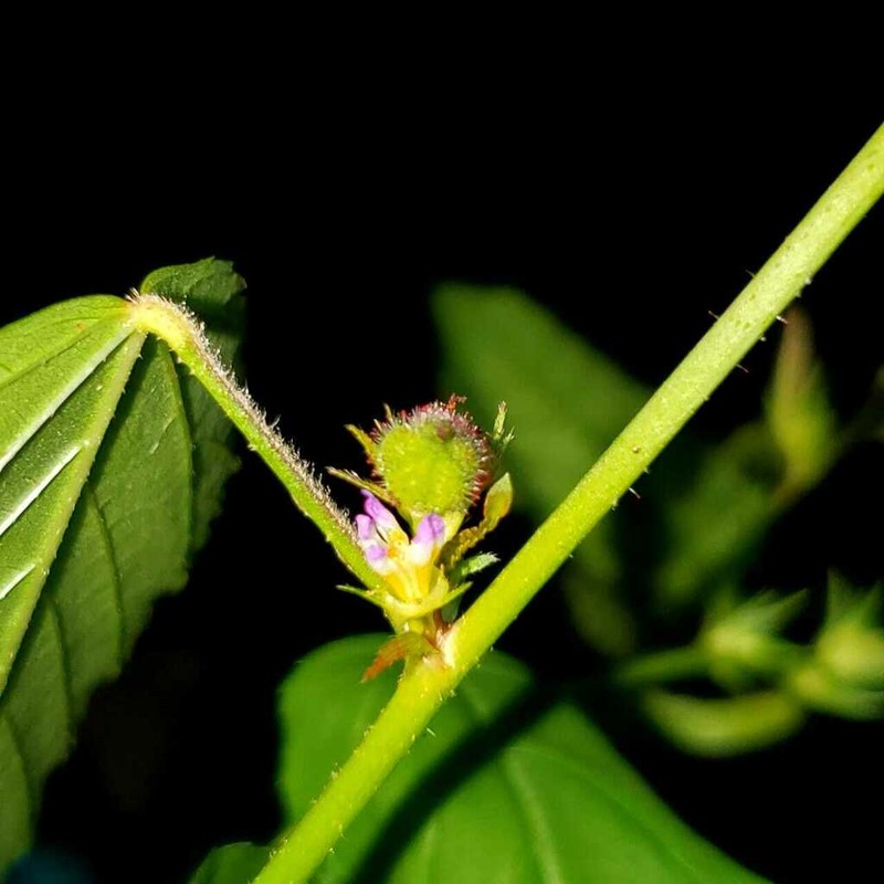 Melochia siphonandra