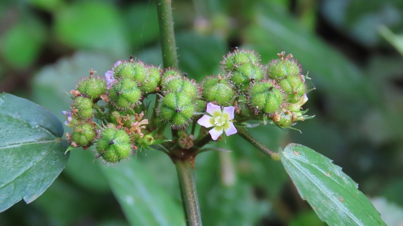 Melochia siphonandra photo 2