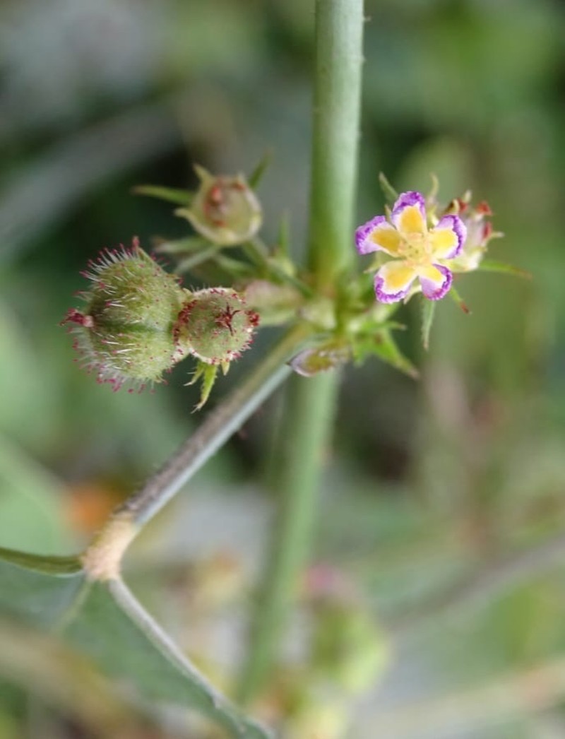 Melochia siphonandra photo 4