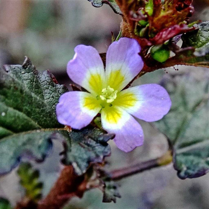 Melochia siphonandra photo 5