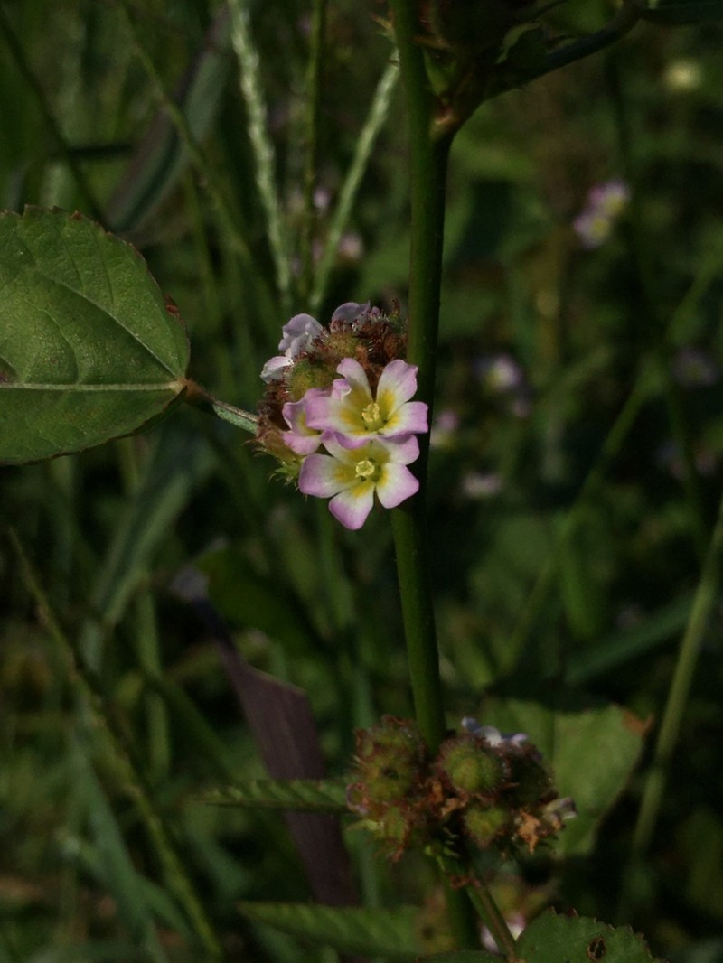 Melochia siphonandra photo 6