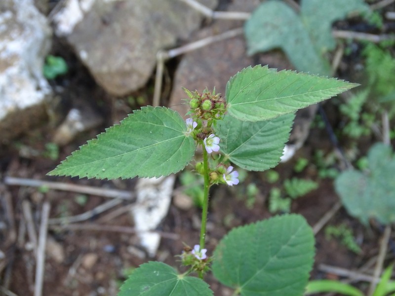 Melochia siphonandra photo 7