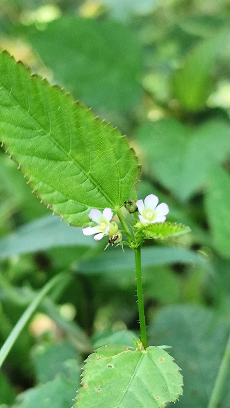 Melochia siphonandra photo 8