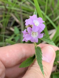 Bretonica Peluda