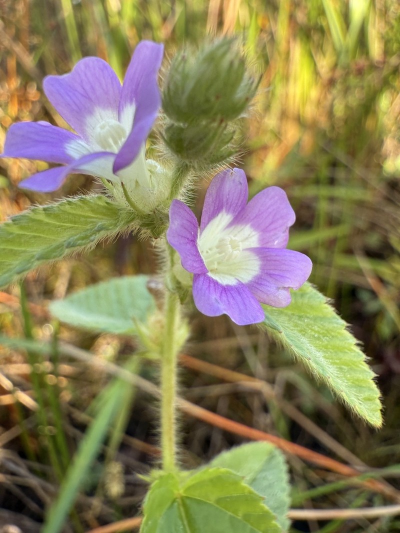 Bretonica Peluda photo 2