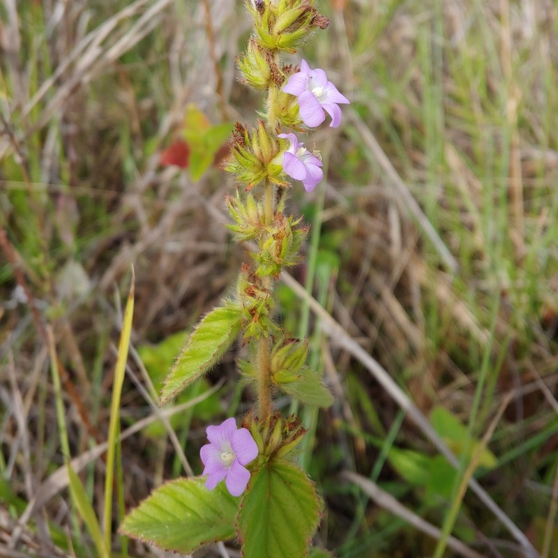 Bretonica Peluda photo 3