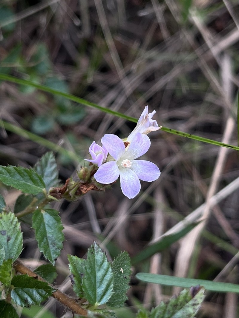 Bretonica Peluda photo 5