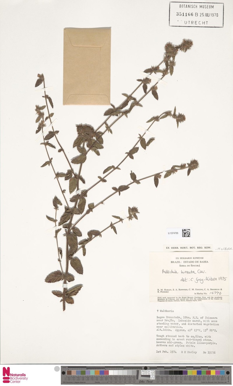 Melochia spicata var. regnellii