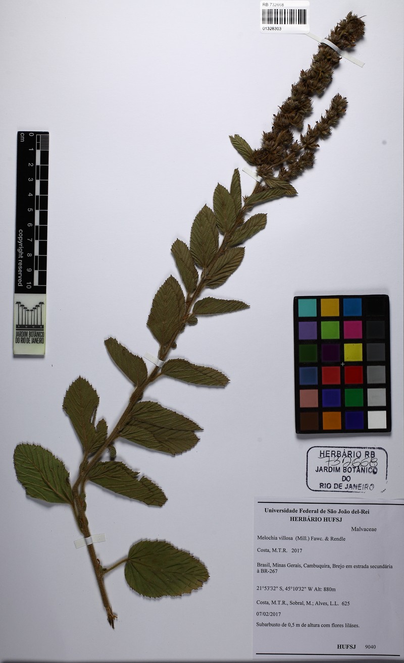 Melochia spicata var. spicata