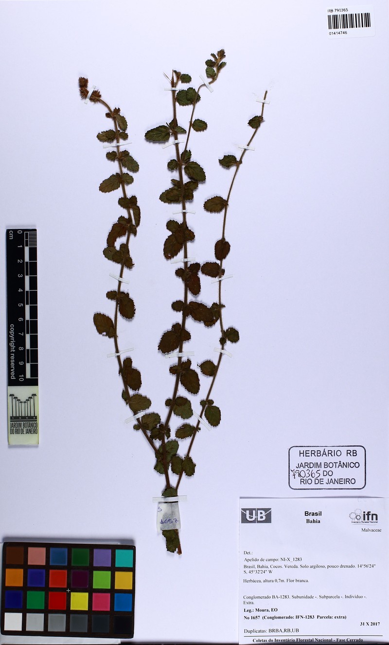 Melochia spicata var. spicata photo 2
