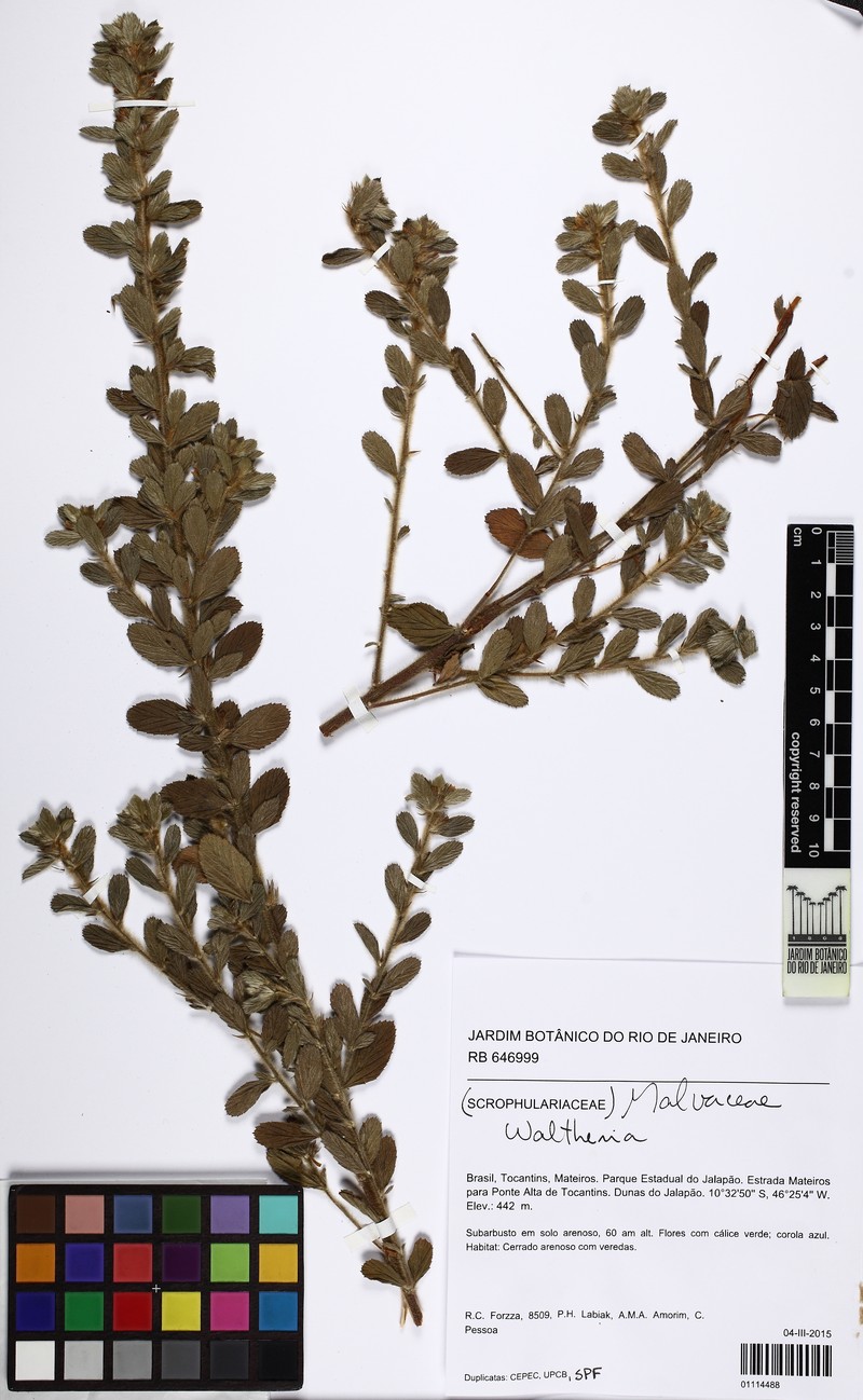 Melochia spicata var. spicata photo 3