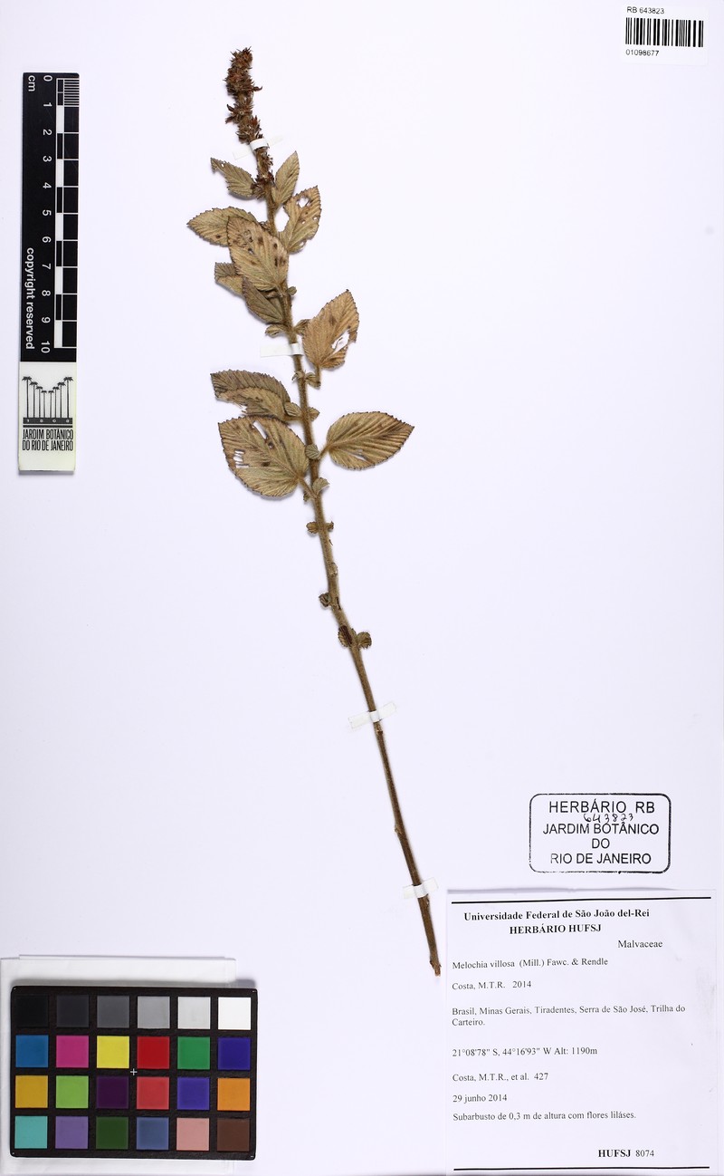 Melochia spicata var. spicata photo 4
