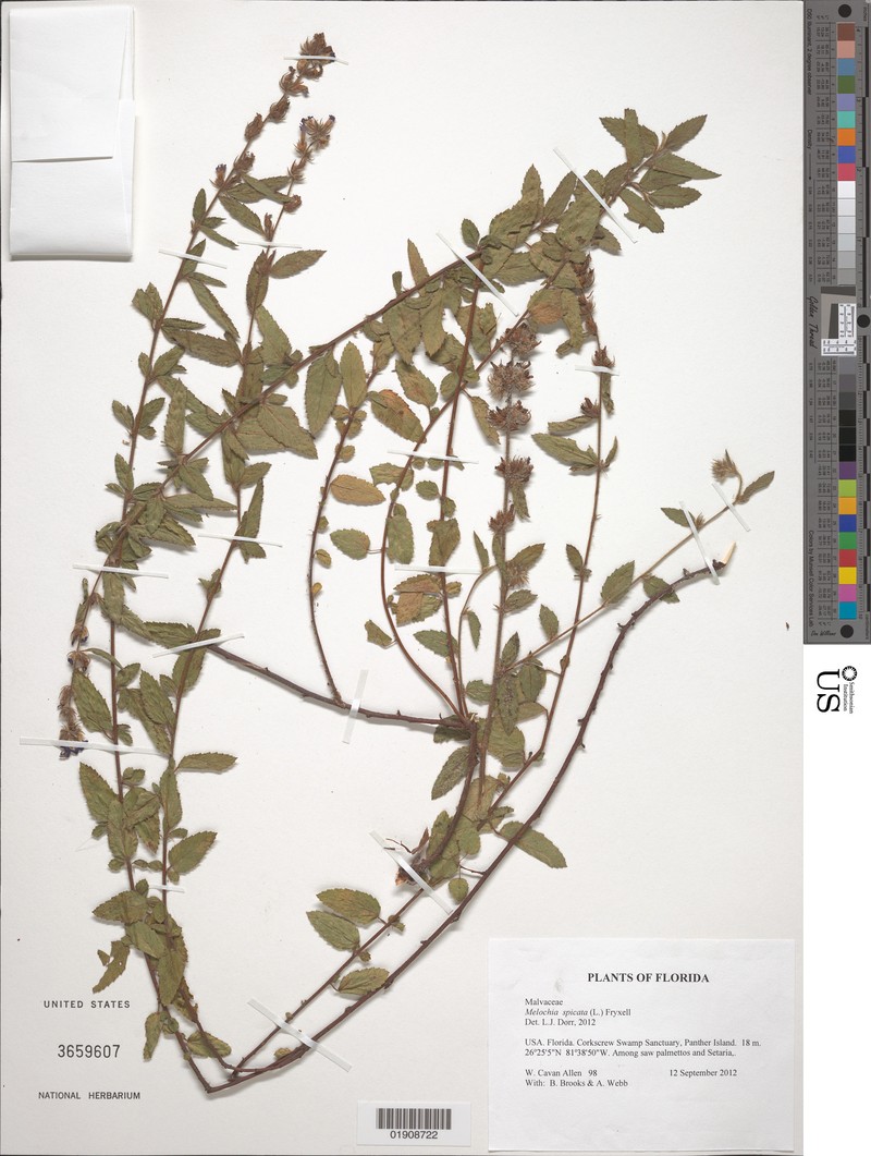 Melochia spicata var. spicata photo 5