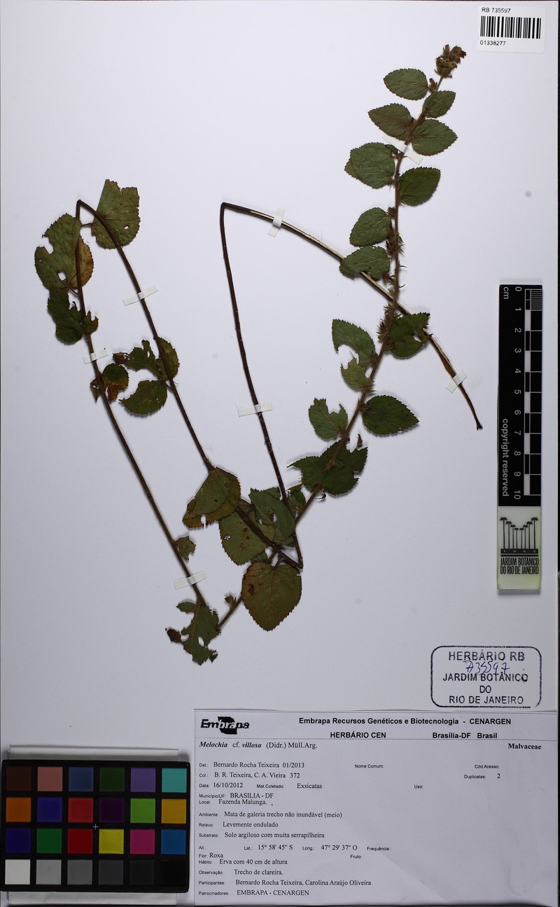 Melochia spicata var. spicata photo 6