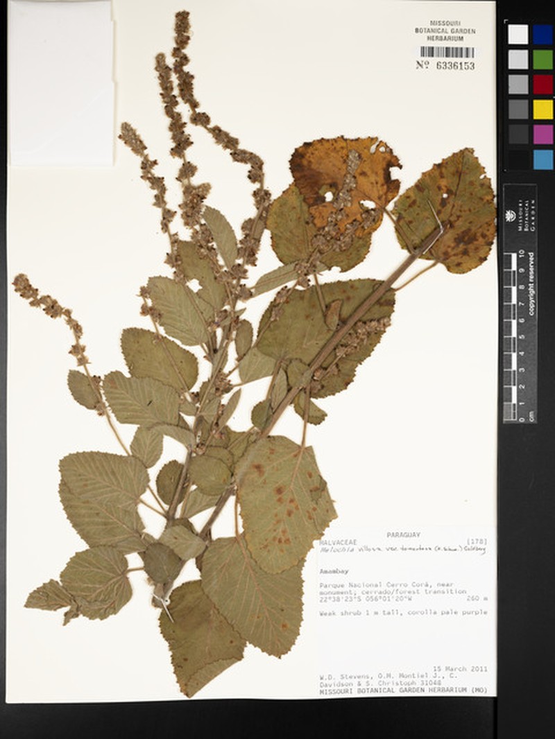 Melochia spicata var. tomentosa