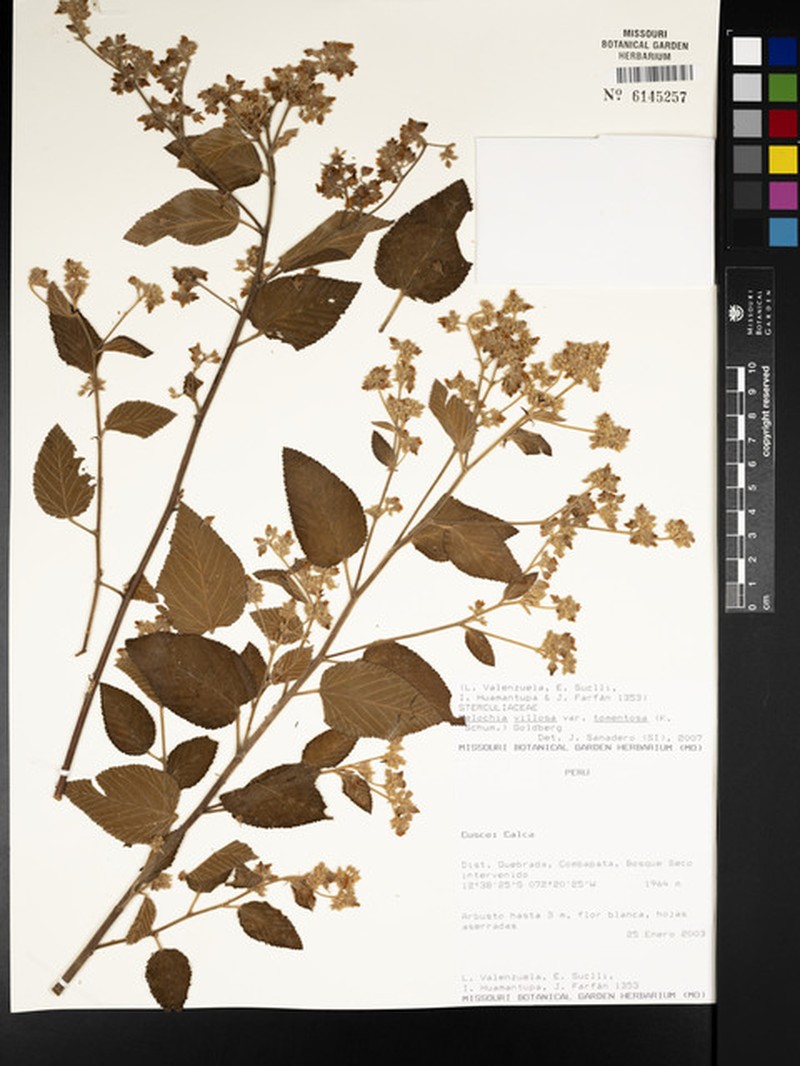 Melochia spicata var. tomentosa photo 2
