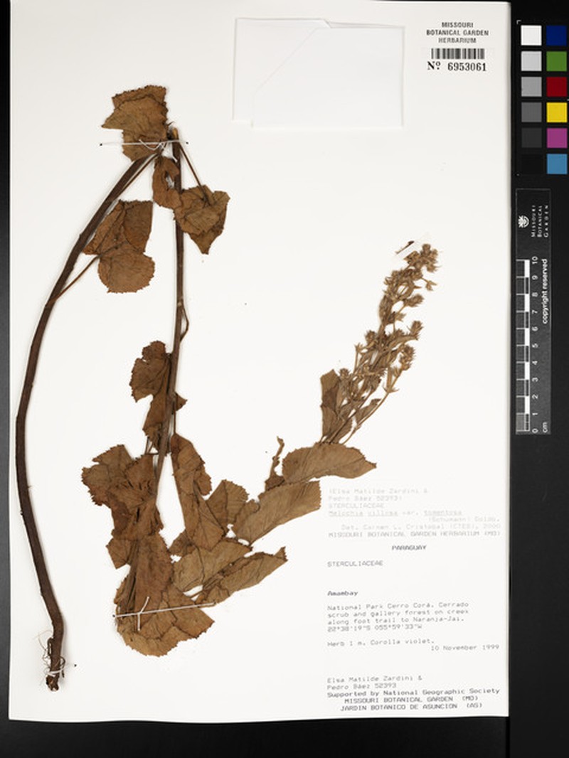 Melochia spicata var. tomentosa photo 3