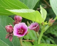 Melochia villosissima