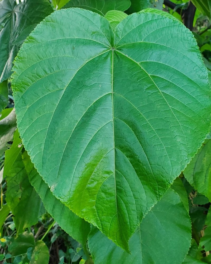 Melochia villosissima photo 6