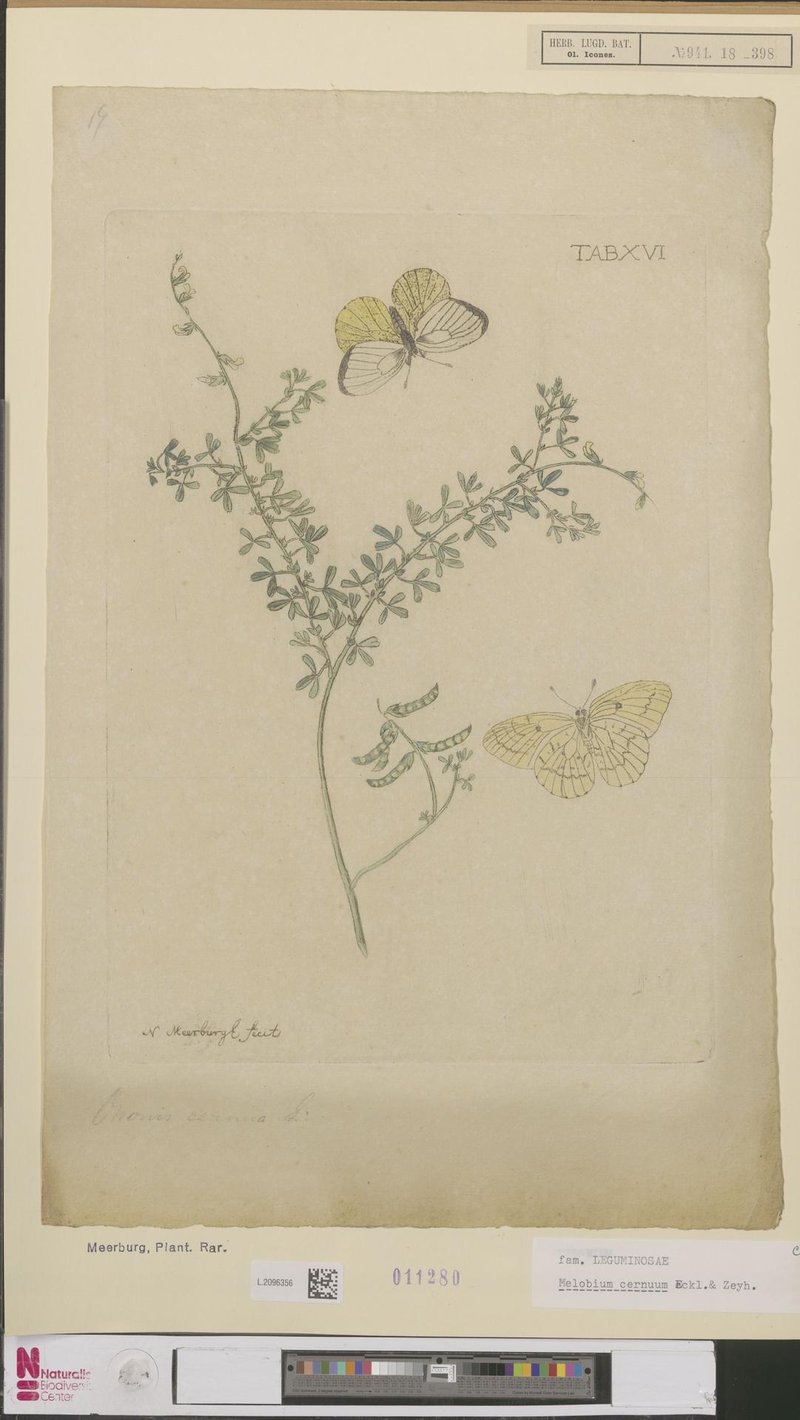 Melolobium aethiopicum