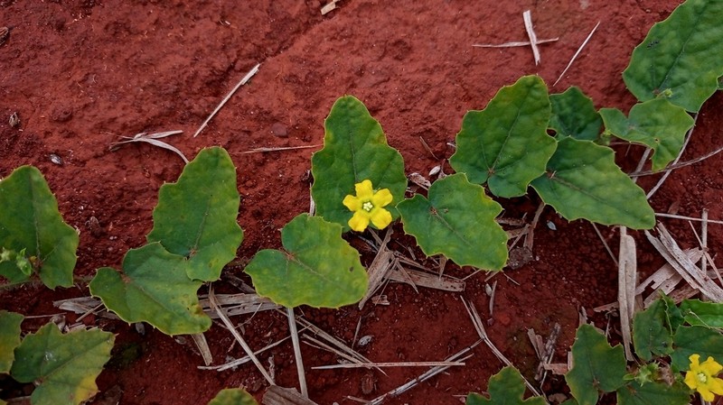 Melothria campestris photo 2