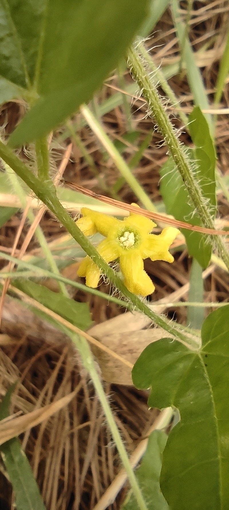 Melothria campestris photo 3