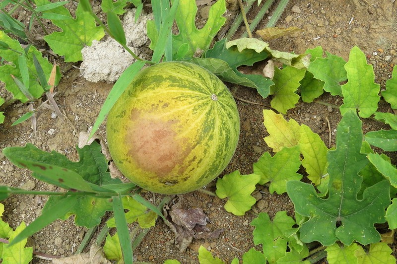 Melothria campestris photo 4