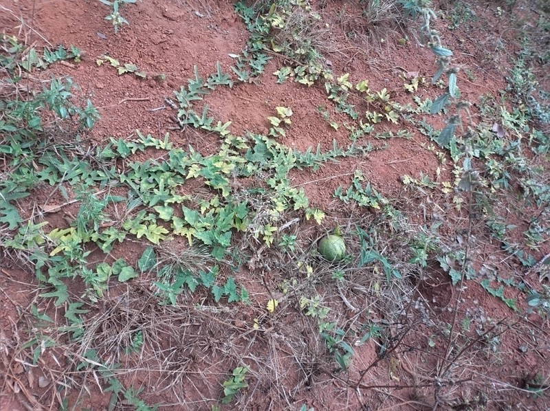 Melothria campestris photo 6