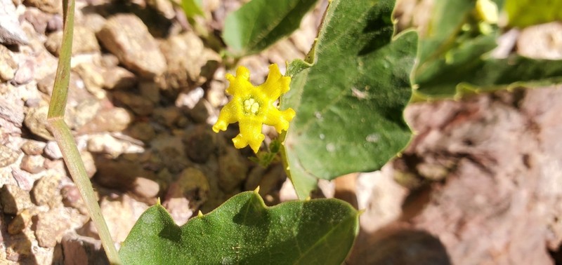 Melothria campestris photo 7