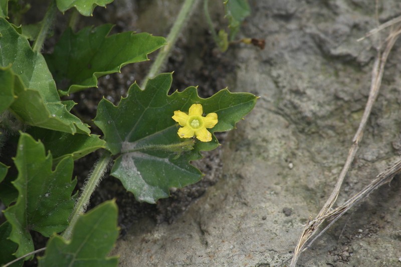 Melothria campestris photo 8