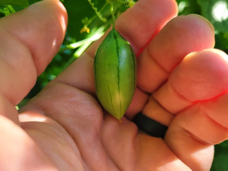 Melothria cucumis