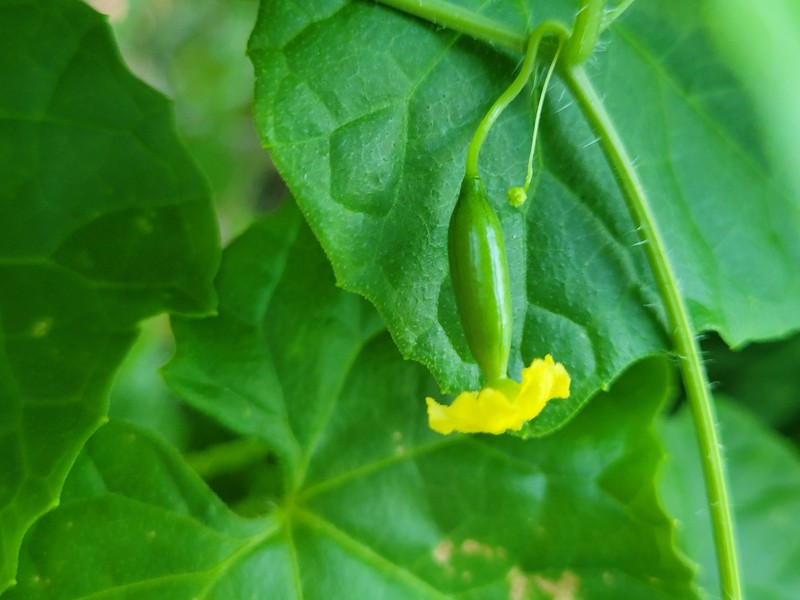 Melothria cucumis photo 2