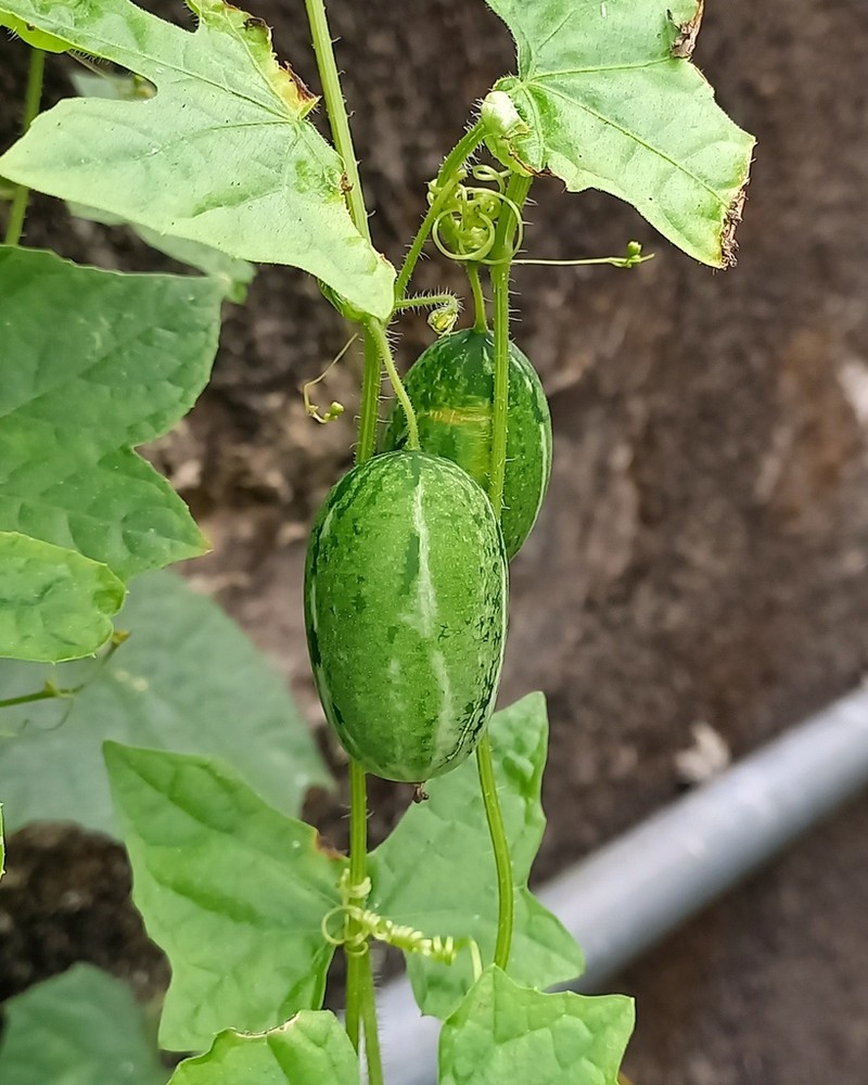 Melothria cucumis photo 3