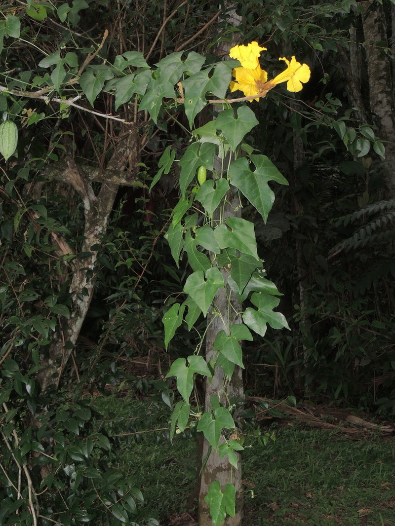 Melothria cucumis photo 4