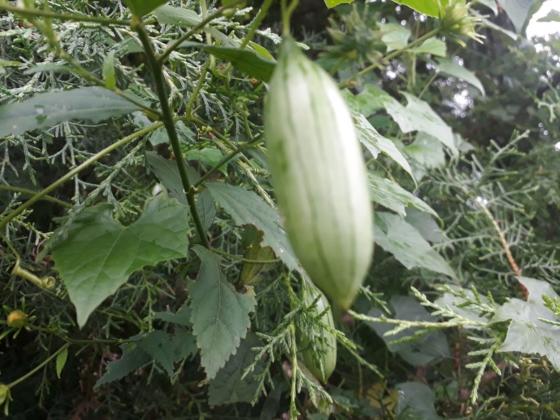Melothria cucumis photo 6
