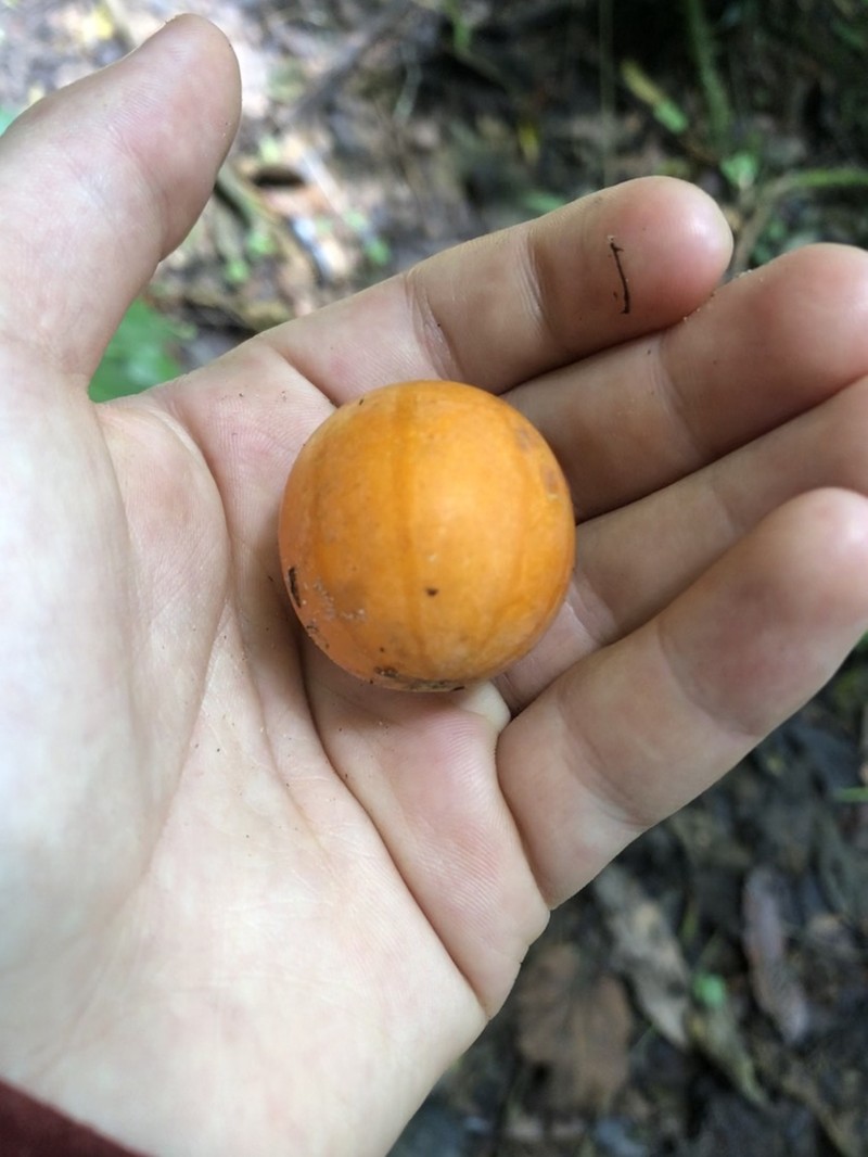 Melothria dulcis
