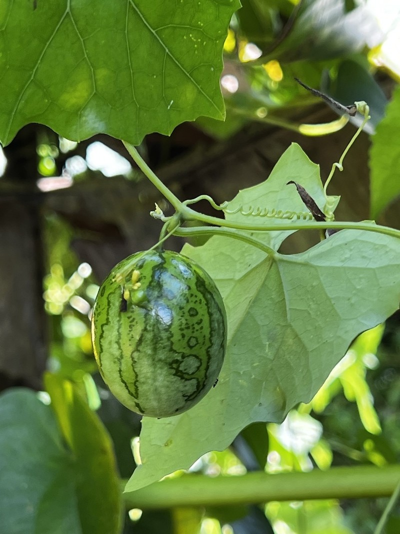 Melothria dulcis photo 2