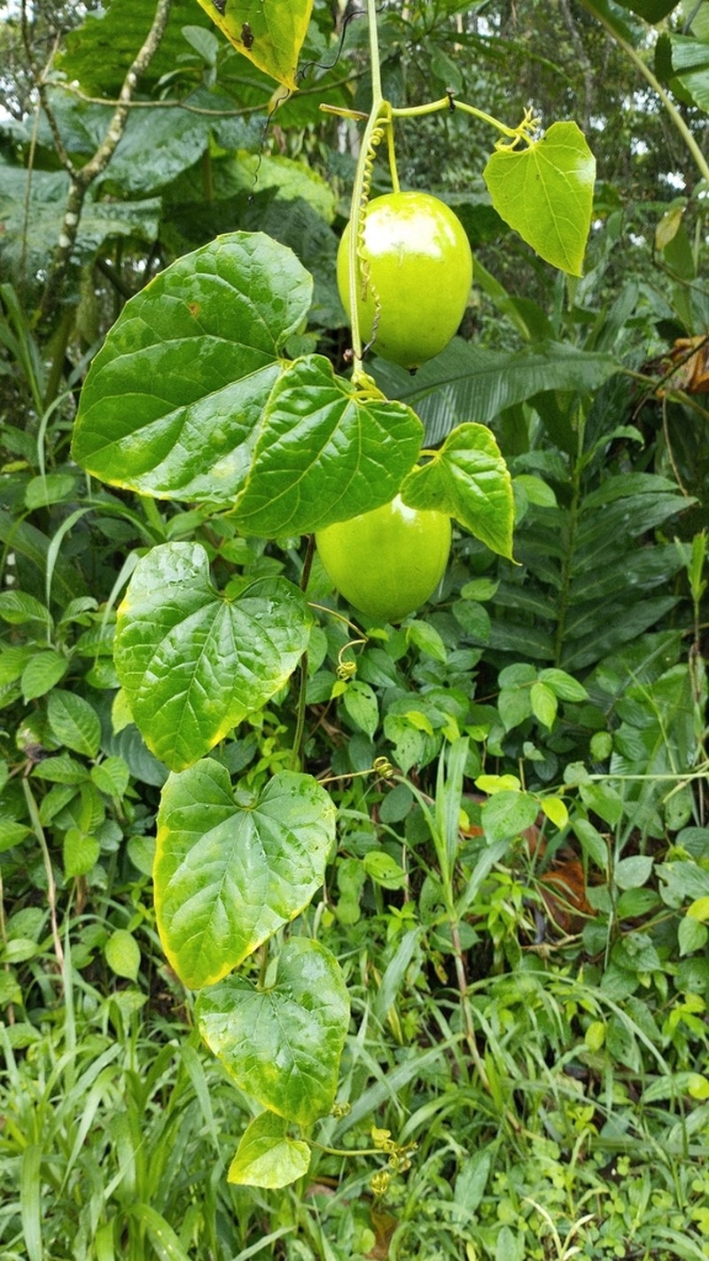 Melothria dulcis photo 3