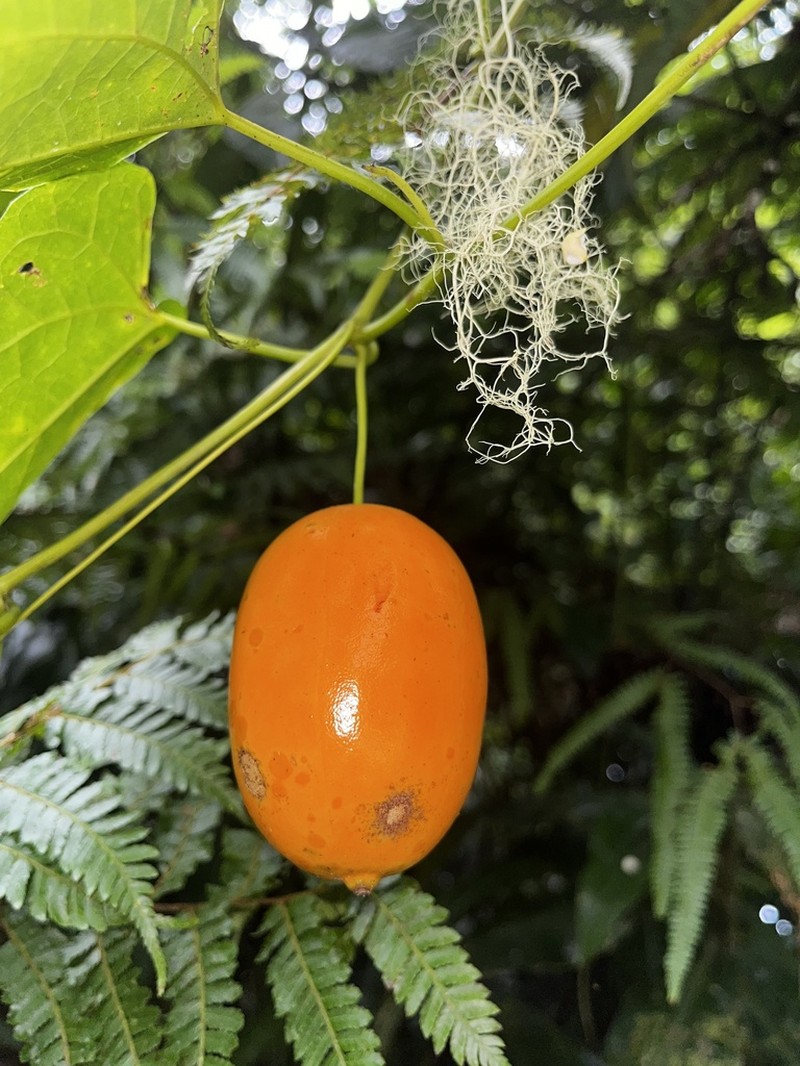 Melothria dulcis photo 4