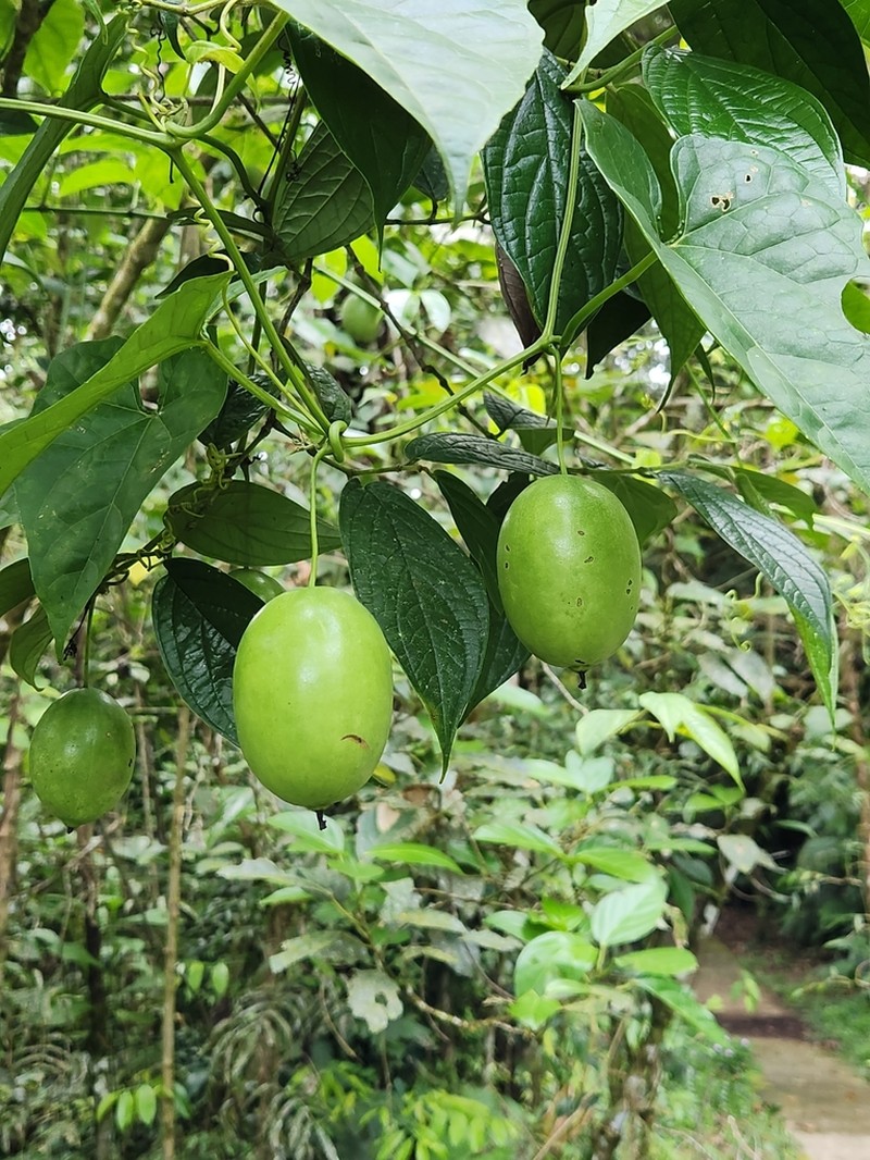 Melothria dulcis photo 5