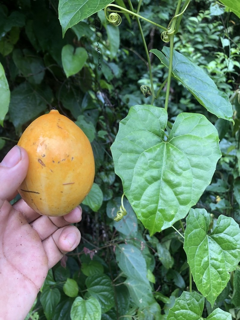 Melothria dulcis photo 6
